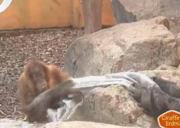 Восемь на одного: выводок выдр против юного орангутана