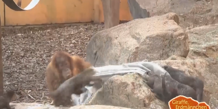 Восемь на одного: выводок выдр против юного орангутана