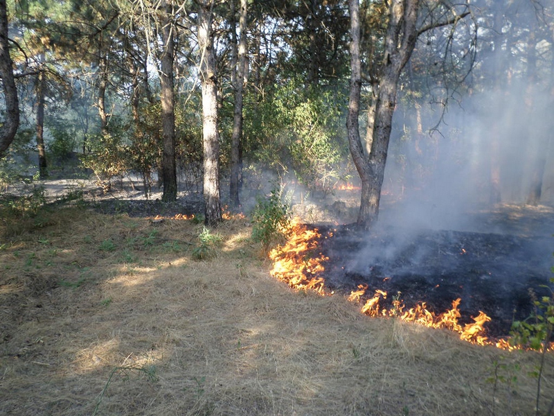 В Николаевской области все чаще горят лесные урочища – с пожарами справляются только сообща 5