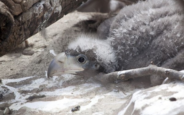 В Николаевском зоопарке вылупился птенец белоплечего орлана