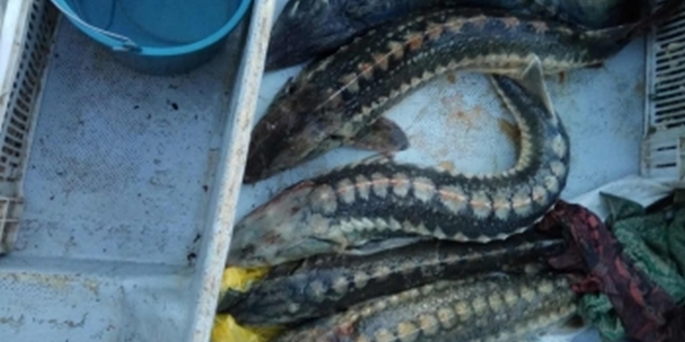 В районе Тендры браконьер выловил 5 осетров и 8 севрюг