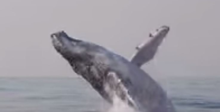 Как же ему хорошо! Кит-акробат почти летит над водой. Редкое видео