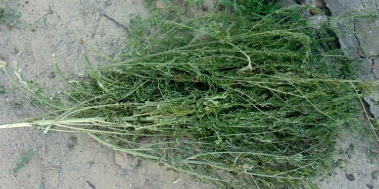 Припрятать в кукурузе не удалось: житель Николаева выращивал и хранил 1 кг конопли во дворе у своего дедушки в Доманевском районе