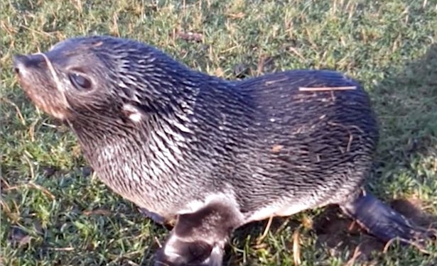 Наказание за доброту? Новозеландец может заплатить штраф в размере 250 тыс. долларов за то, что спас маленького тюленя