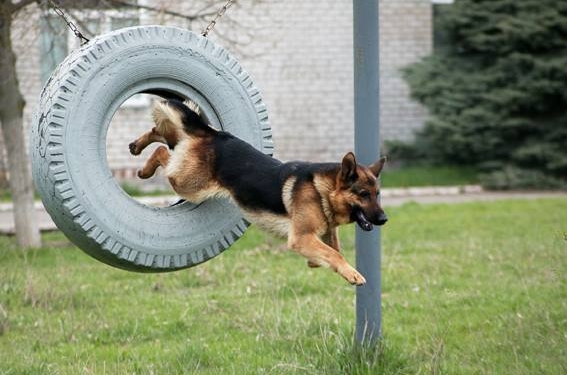 Главное – чуткий нос: николаевские служебные собаки-полицейские на страже в АТО нашли оружия уже на целый арсенал