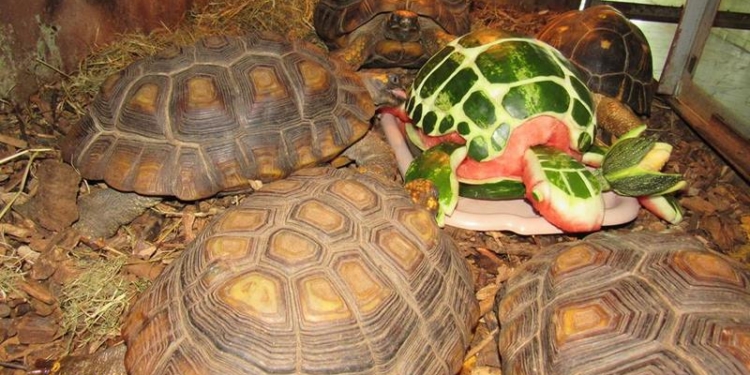 Черепахи из арбузов? А почему бы и нет? В Николаевском зоопарке оригинально отпраздновали юбилей черепах