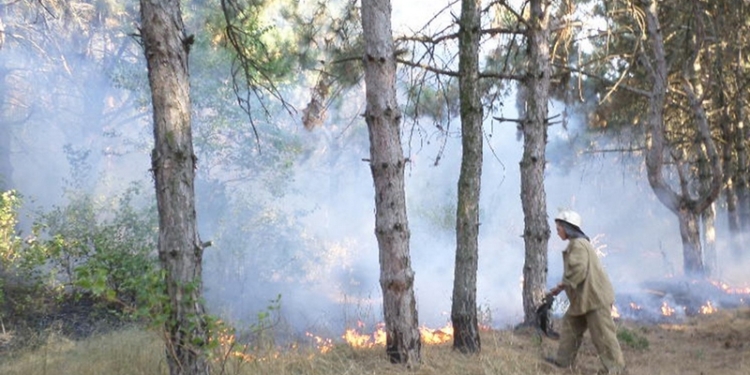 В Николаевской области все чаще горят лесные урочища – с пожарами справляются только сообща
