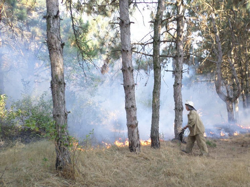 В Николаевской области все чаще горят лесные урочища – с пожарами справляются только сообща 7