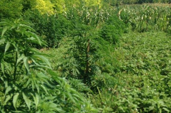 Наркоделец предлагал 300 тыс.грн. взятки руководству полиции Николаевщины – его задержали во время передачи «мзды», а с плантаций конопли изъяли «товара» на 4 млн.грн.