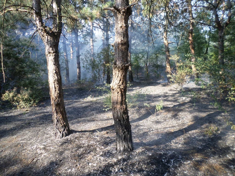 В Николаевской области все чаще горят лесные урочища – с пожарами справляются только сообща 10