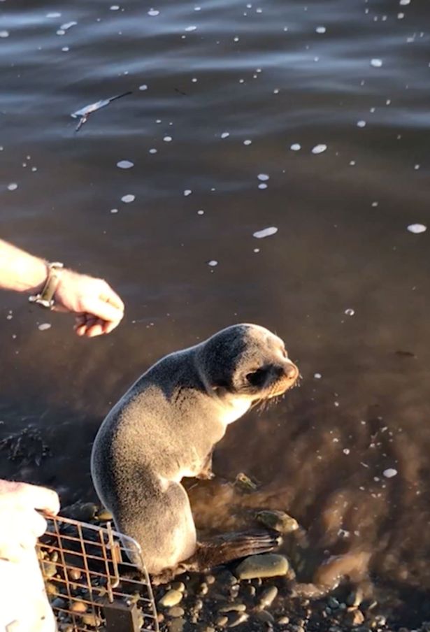 Наказание за доброту? Новозеландец может заплатить штраф в размере 250 тыс. долларов за то, что спас маленького тюленя 9