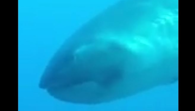 Вы о таких и не слышали. У острова Комода удалось снять редчайшую большеротую акулу