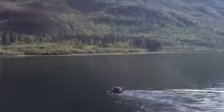 Вот мой плот. Мамаша-гризли на спине перевезла двух медвежат через большую реку