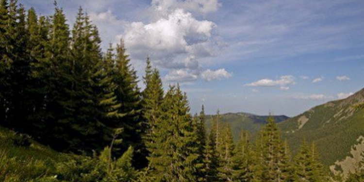 ЮНЕСКО включила часть лесных массивов Украины в список Всемирного наследия