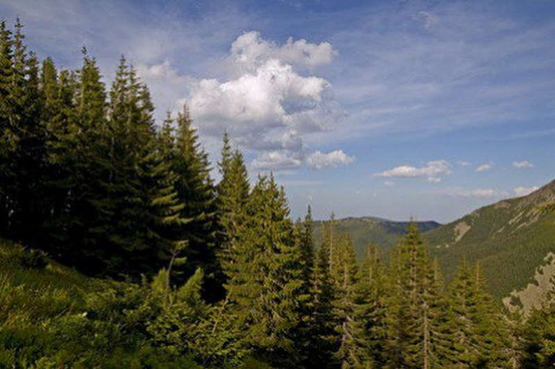 ЮНЕСКО включила часть лесных массивов Украины в список Всемирного наследия 1