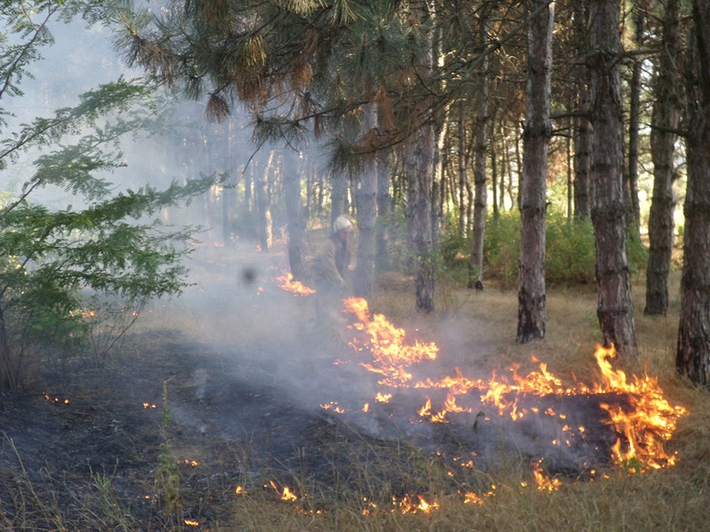 В Николаевской области все чаще горят лесные урочища – с пожарами справляются только сообща 11