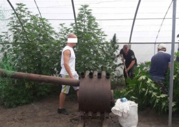 Житель Вознесенска вырастил в теплице двухметровую коноплю, чтобы «лечить гипертонию», на 200 тыс.грн. – накопил 3 кг таких «лекарств»