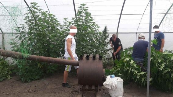 Житель Вознесенска вырастил в теплице двухметровую коноплю, чтобы «лечить гипертонию», на 200 тыс.грн. – накопил 3 кг таких «лекарств»