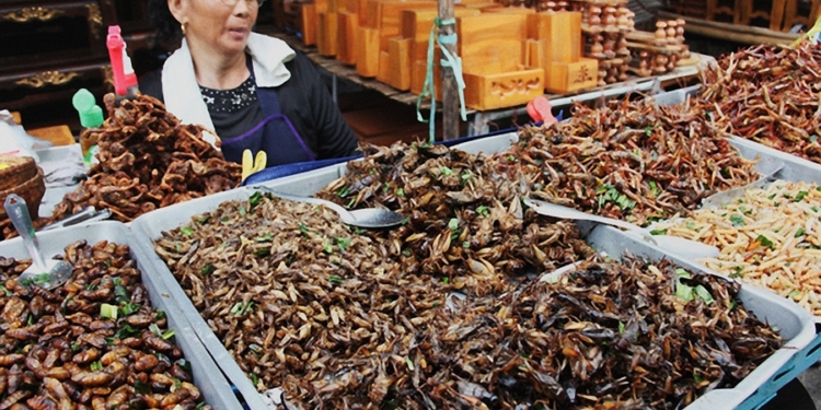 Жуки, сверчки, гусеницы. Люди едят около 2 тыс. видов насекомых