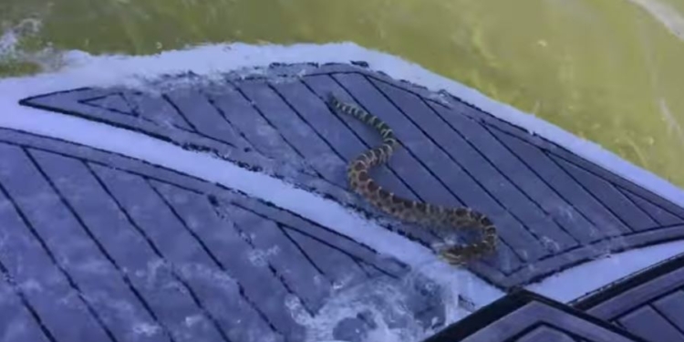 Змею решили на борт не брать. Когда оказалось, что она гремучая