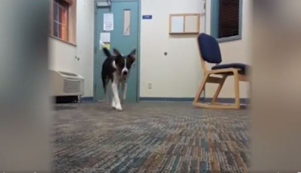 Эта собака лает шепотом, чтоб не беспокоить соседей. Хозяин приучил