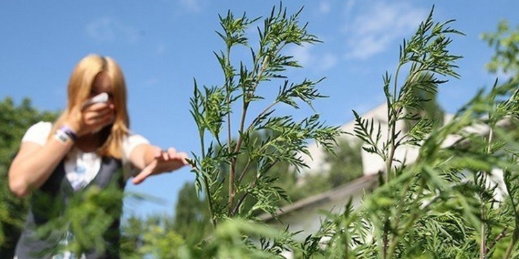 На сайте Президента появилась петиция о полной ликвидации амброзии в Украине