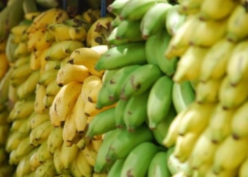 Австралийские ученые вырастили бананы, которые смогут спасать жизни умирающих от авитаминоза