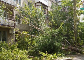 В центре Николаева упал огромный платан