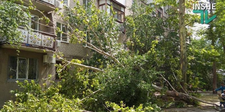 В центре Николаева упал огромный платан