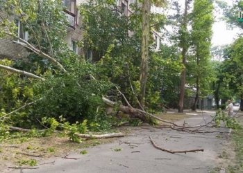 В центре Николаева упал огромный платан