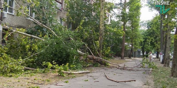 В центре Николаева упал огромный платан