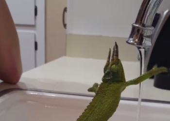 Жарко всем: видео, как хамелеон пытается подняться по струе воды