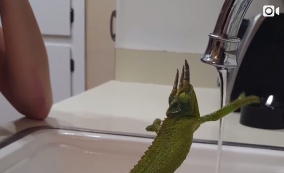Жарко всем: видео, как хамелеон пытается подняться по струе воды
