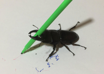 В Японии готовят аукцион по продаже картин, сделанных жуком-оленем