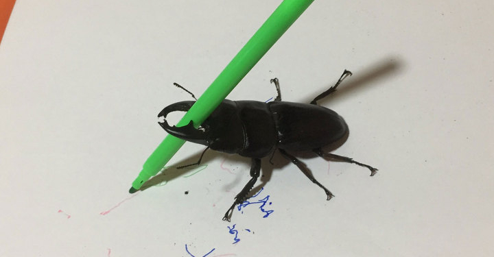 В Японии готовят аукцион по продаже картин, сделанных жуком-оленем