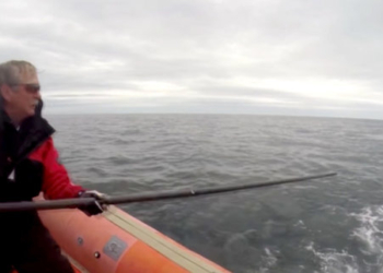 Освобожденный из сети кит убил своего спасителя