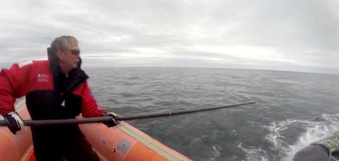 Освобожденный из сети кит убил своего спасителя