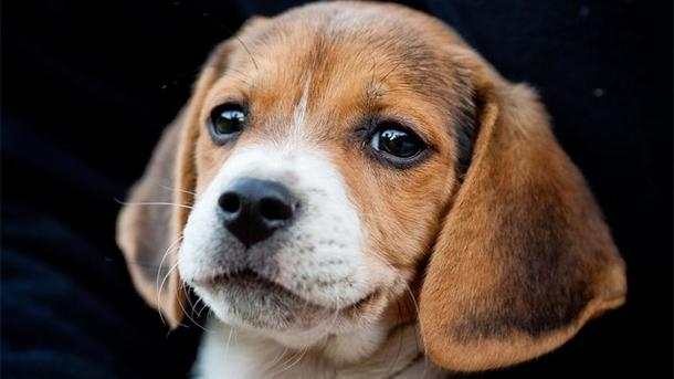 В Китае впервые клонировали собаку