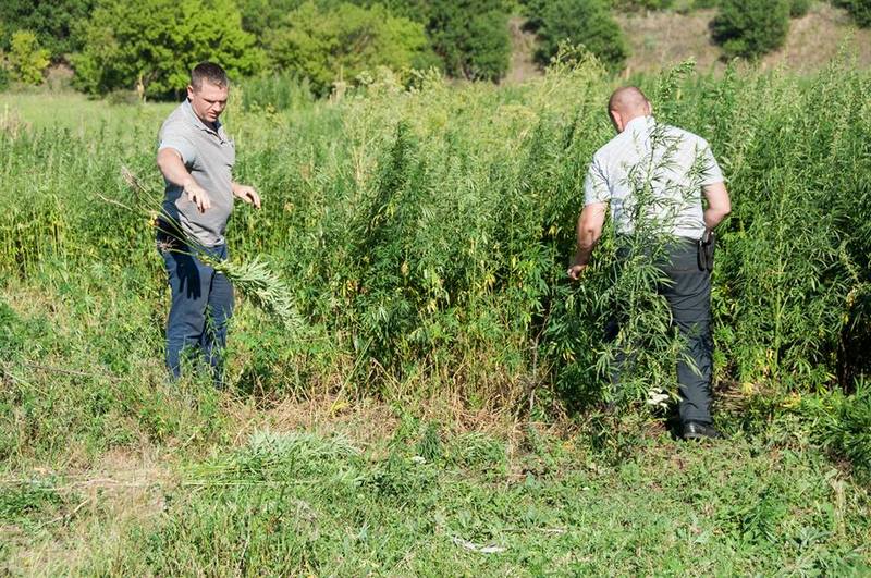Плантацию конопли на 12 тысяч кустов на Николаевщине полиция уничтожала вместе с местными жителями 5