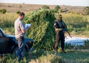 Плантацию конопли на 12 тысяч кустов на Николаевщине полиция уничтожала вместе с местными жителями