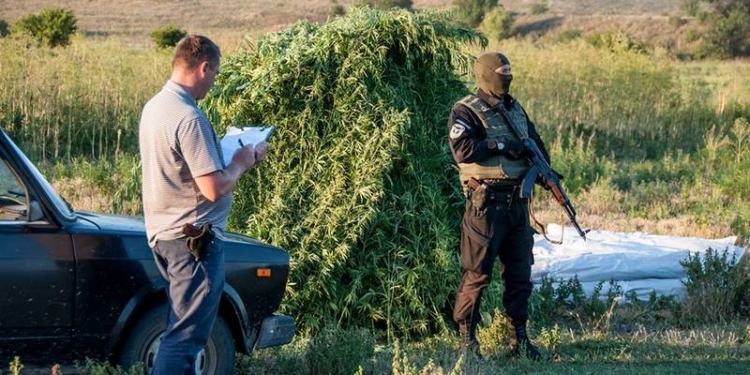 Плантацию конопли на 12 тысяч кустов на Николаевщине полиция уничтожала вместе с местными жителями