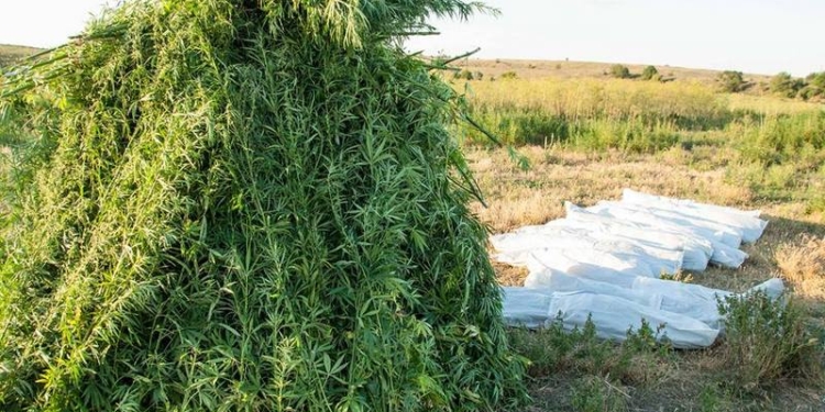 Плантацию конопли на 12 тысяч кустов на Николаевщине полиция уничтожала вместе с местными жителями