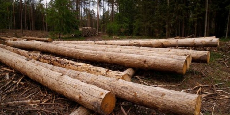 ЕС требует от Польши остановить вырубку деревьев в Беловежской пуще