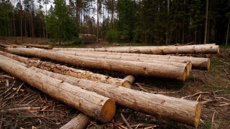 Украина является лидером по экспорту нелегальной древесины в Евросоюз 1