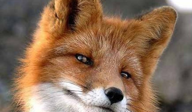 В Мариуполе бешеная лиса на пляже бросалась на отдыхающих