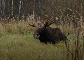 Штрафы за браконьерство в Украине вырастут в 4 раза