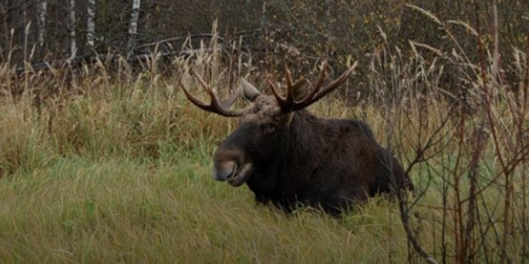 Штрафы за браконьерство в Украине вырастут в 4 раза