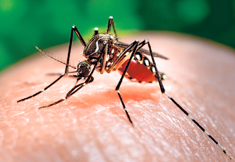 В Китае произошла вспышка лихорадки денге – зафиксировано 13 случаев заболевания 1