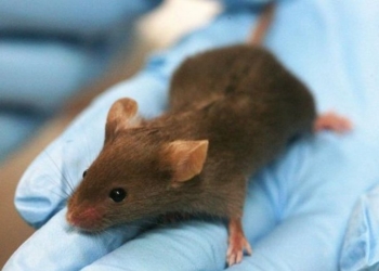 Блокировав обоняние мышей, учёные защитили их от ожирения