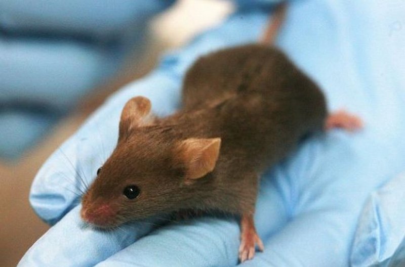 Ученые вырастили у мыши человеческий мини-мозг, но изменений в ее поведении не появилось 1